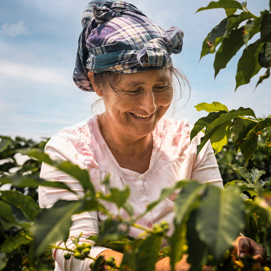 The Journey of a Divine Bean: From Farm to Your Cup